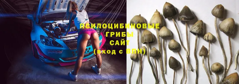 что такое наркотик  Кашира  Псилоцибиновые грибы MAGIC MUSHROOMS 